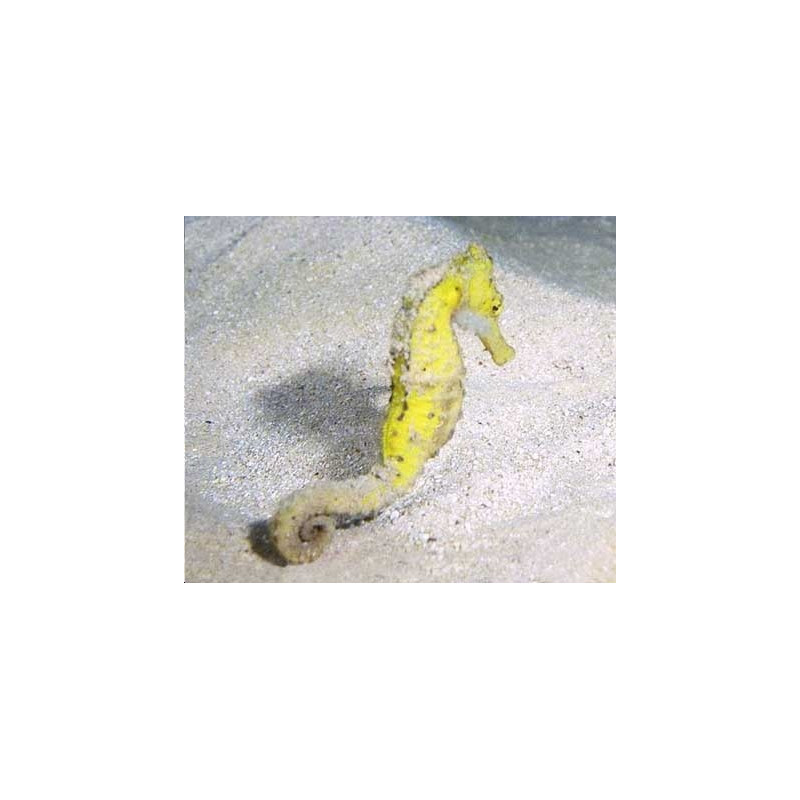 Hippocampe Erectus jaune d’elevage 6-8 cm